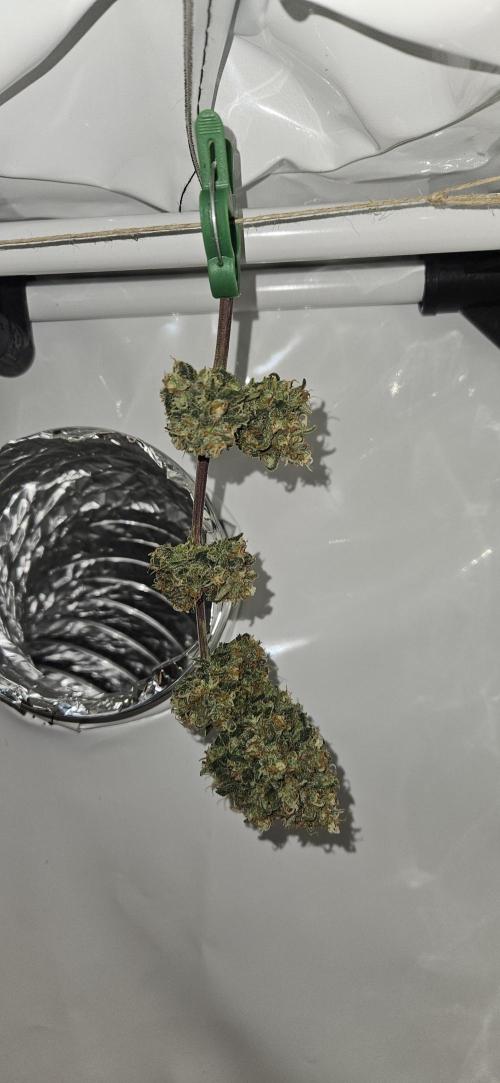 Green Poison SweetSeeds-ACE Zamaldelica. Week 18