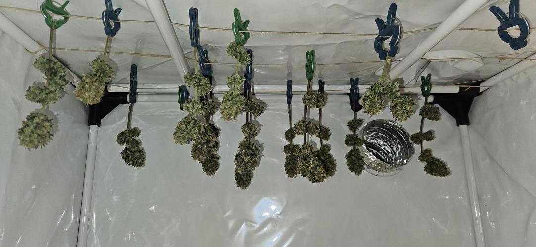 Green Poison SweetSeeds-ACE Zamaldelica. Week 18