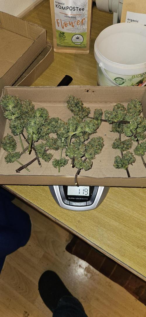 Green Poison SweetSeeds-ACE Zamaldelica. Week 18