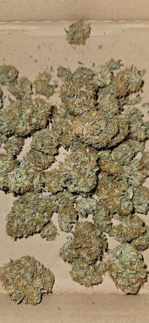 Green Poison SweetSeeds-ACE Zamaldelica. Week 18