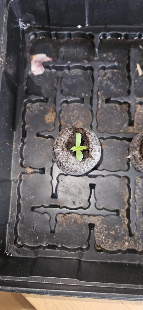 Neville's Haze. Week 1 - NH 1 Day 2