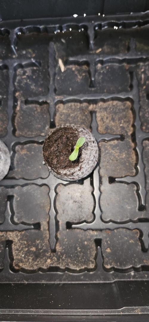 Neville's Haze. Week 1 - NH 2 Day 2