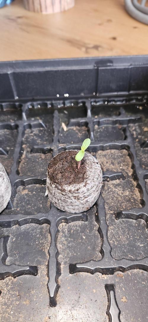 Neville's Haze. Week 1 - NH 2 Day 2