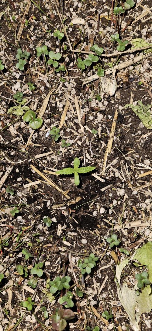 Neville's Haze. Week 1 - NH 1 Day 5