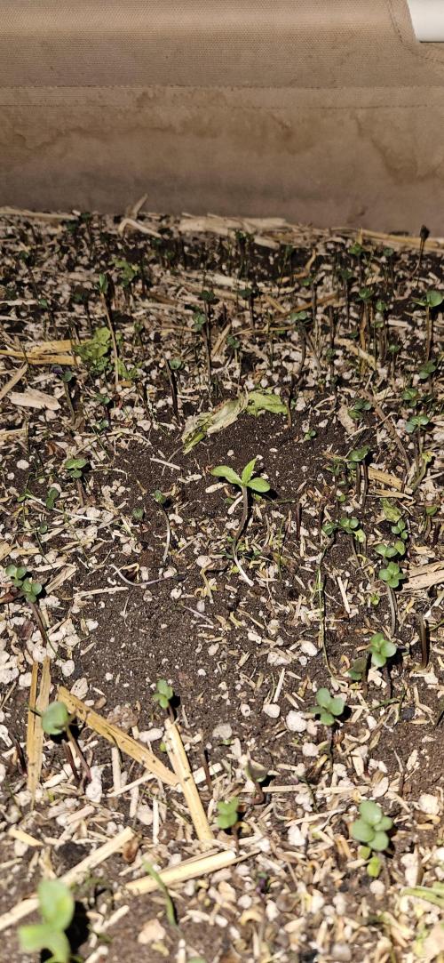 Neville's Haze. Week 1 - NH 2 Day 5