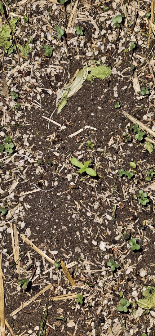 Neville's Haze. Week 1 - NH 2 Day 5