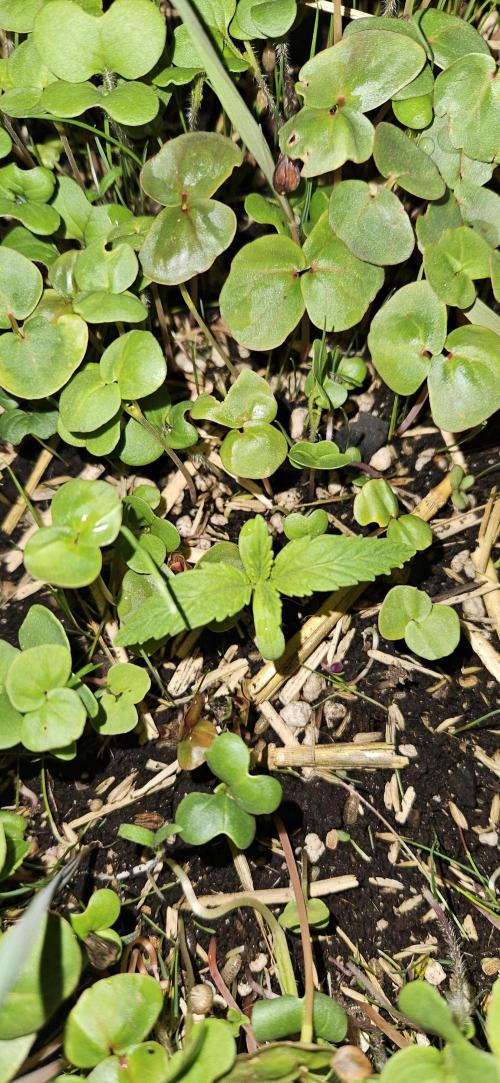 Neville's Haze. Week 2 - NH 1 Day 8