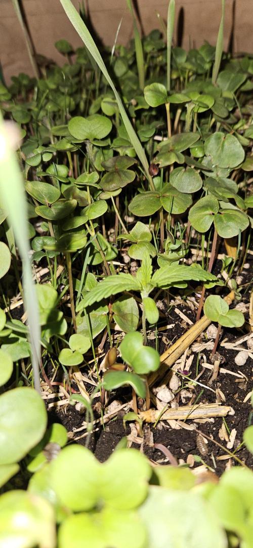 Neville's Haze. Week 2 - NH 1 Day 8