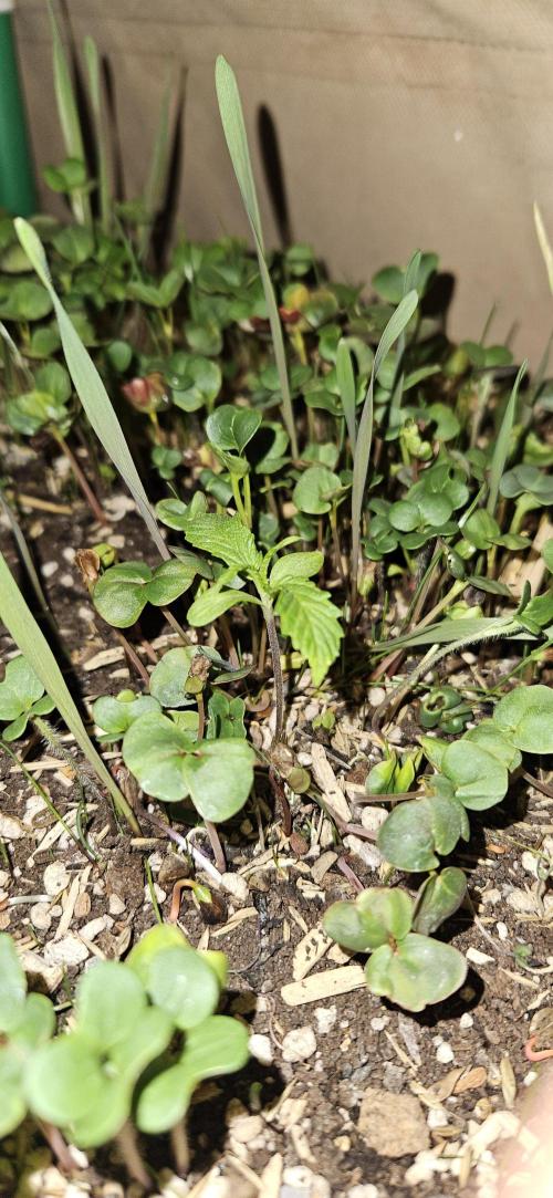 Neville's Haze. Week 2 - NH 2 Day 8