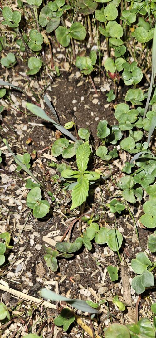 Neville's Haze. Week 2 - NH 2 Day 8