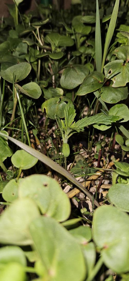 Neville's Haze. Week 2 - NH 1 Day 10