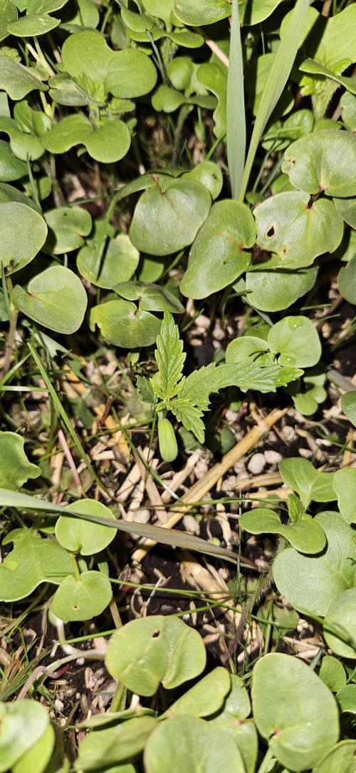 Neville's Haze. Week 2 - NH 1 Day 10