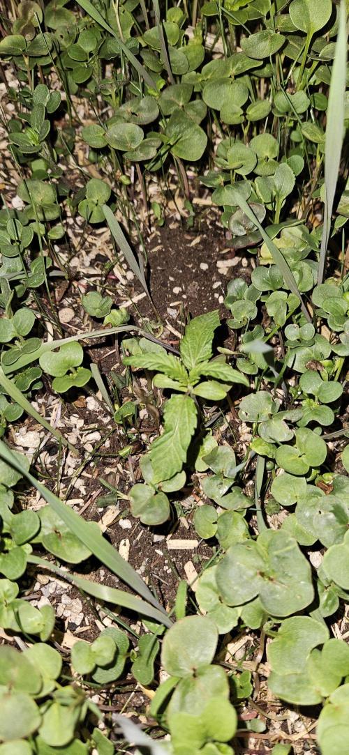 Neville's Haze. Week 2 - NH 2 Day 10