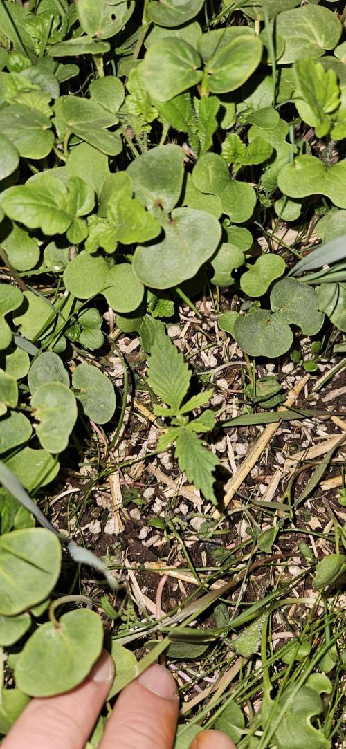 Neville's Haze. Week 2 - NH 1 Day 12