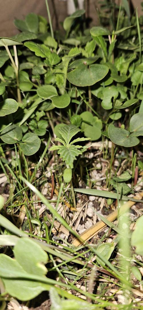 Neville's Haze. Week 2 - NH 1 Day 12