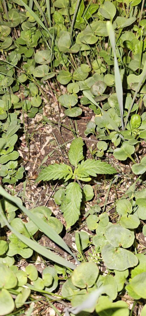 Neville's Haze. Week 2 - NH 2 Day 12