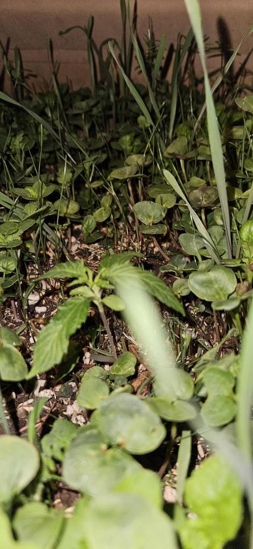 Neville's Haze. Week 2 - NH 2 Day 12