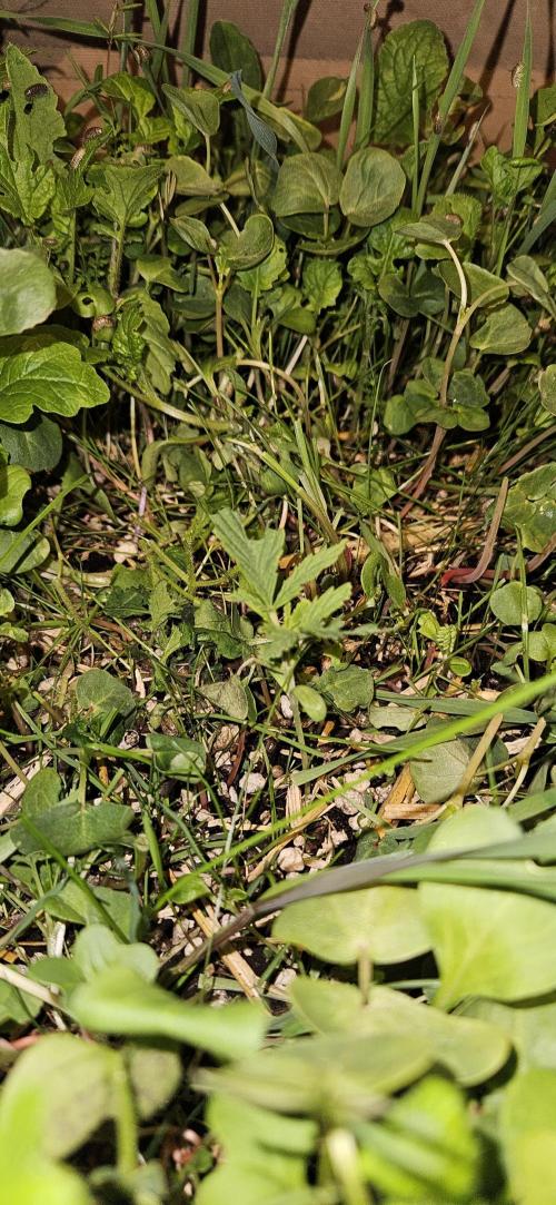 Neville's Haze. Week 3 - NH 1 Day 15