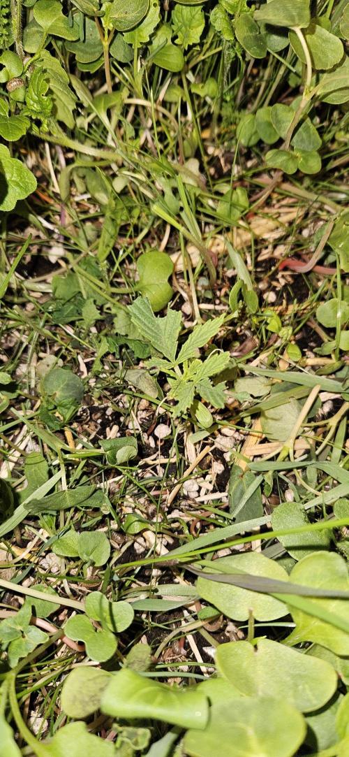 Neville's Haze. Week 3 - NH 1 Day 15