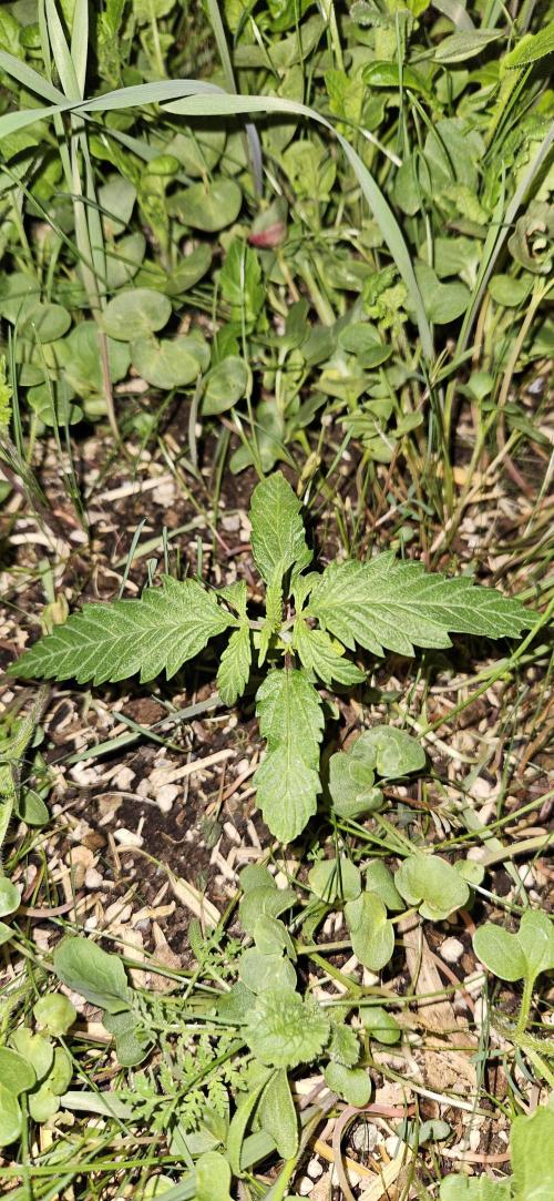 Neville's Haze. Week 3 - NH 2 Day 15