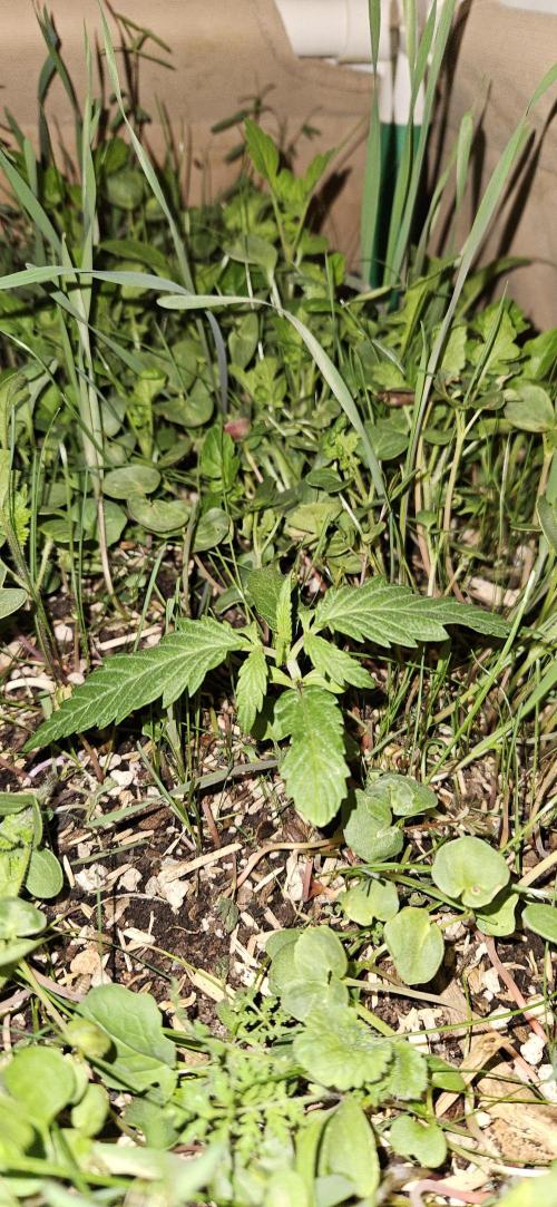 Neville's Haze. Week 3 - NH 2 Day 15