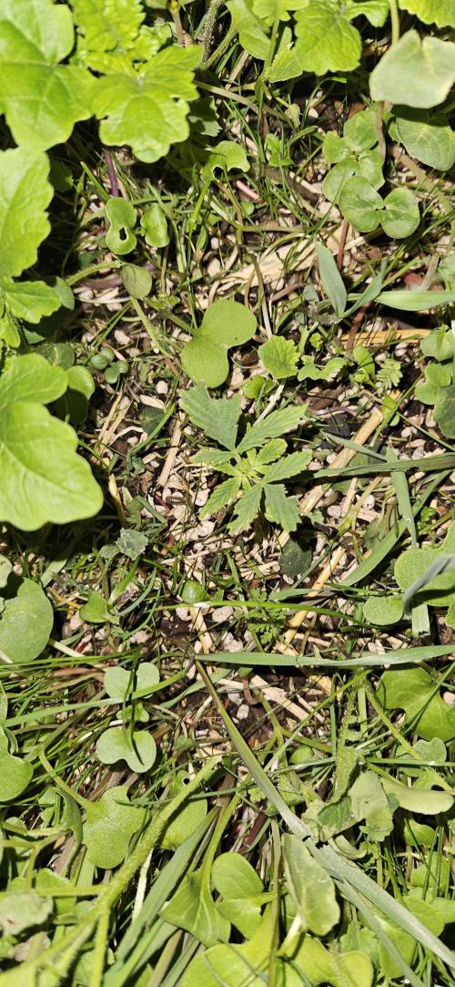 Neville's Haze. Week 3 - NH 1 Day 17