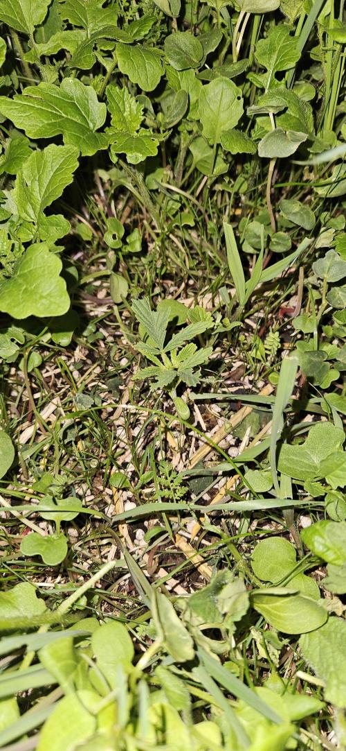 Neville's Haze. Week 3 - NH 1 Day 17