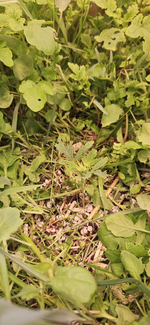 Neville's Haze. Week 3 - NH 1 Day 19