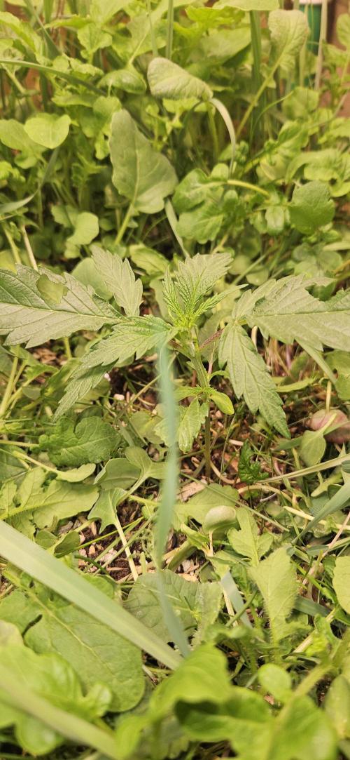 Neville's Haze. Week 3 - NH 2 Day 19