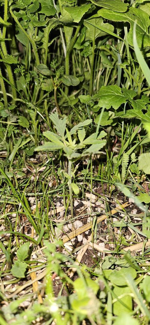 Neville's Haze. Week 4 - NH 1 Day 22