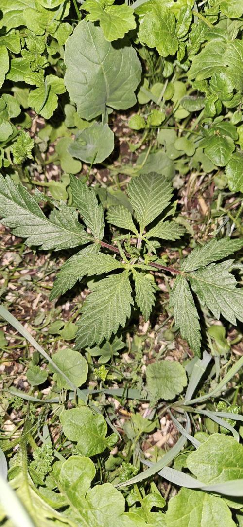 Neville's Haze. Week 4 - NH 2 Day 22