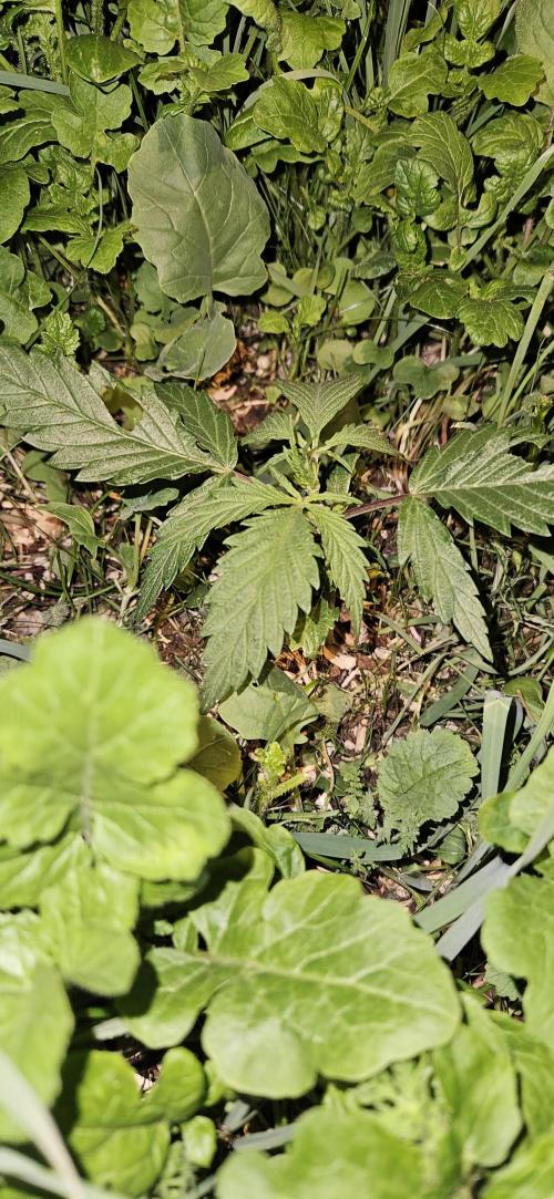 Neville's Haze. Week 4 - NH 2 Day 22