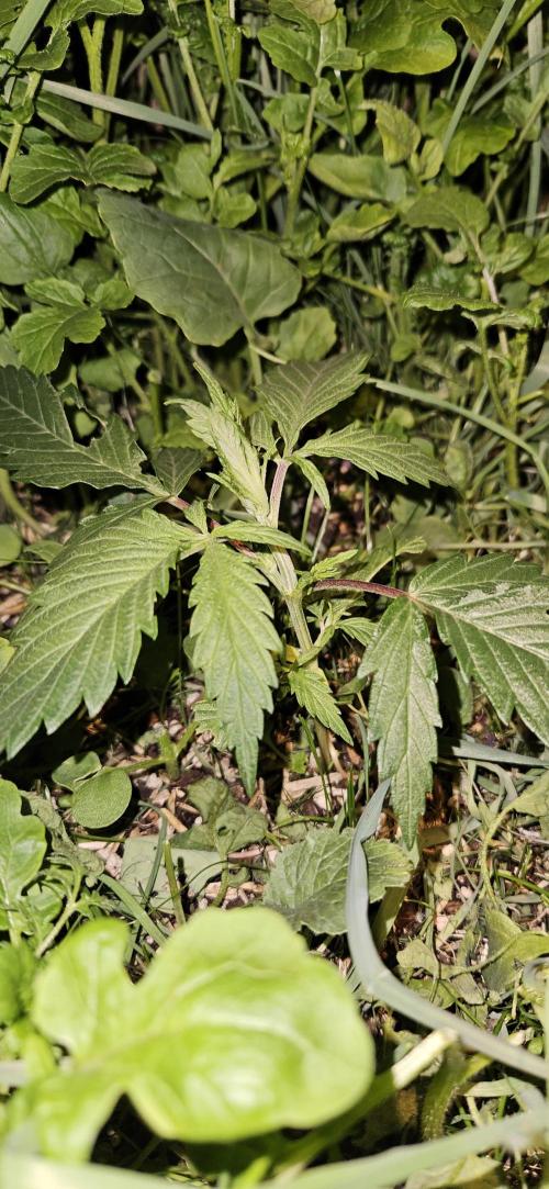 Neville's Haze. Week 4 - NH 2 Day 24