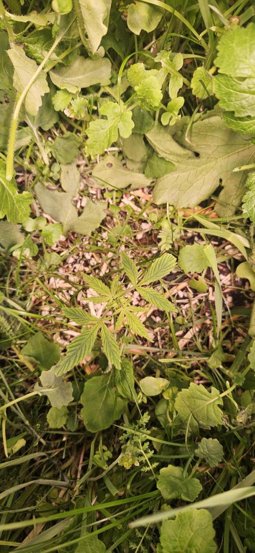 Neville's Haze. Week 4 - NH 1 Day 26