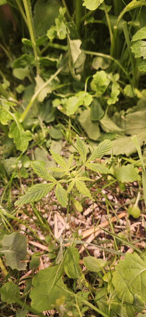 Neville's Haze. Week 4 - NH 1 Day 26