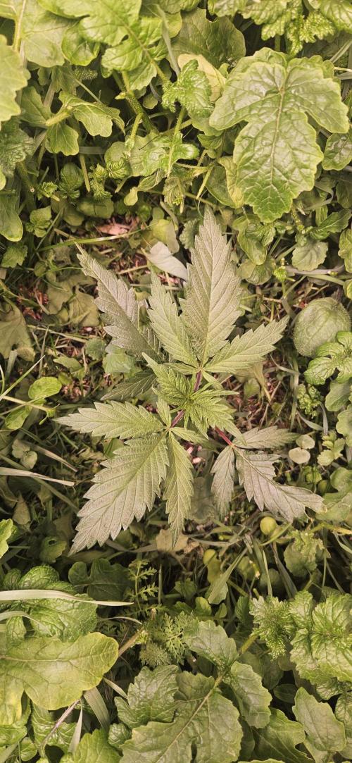 Neville's Haze. Week 4 - NH 2 Day 26