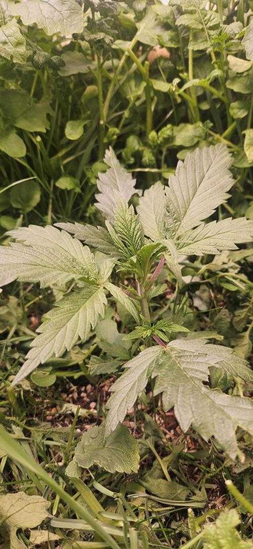 Neville's Haze. Week 4 - NH 2 Day 26