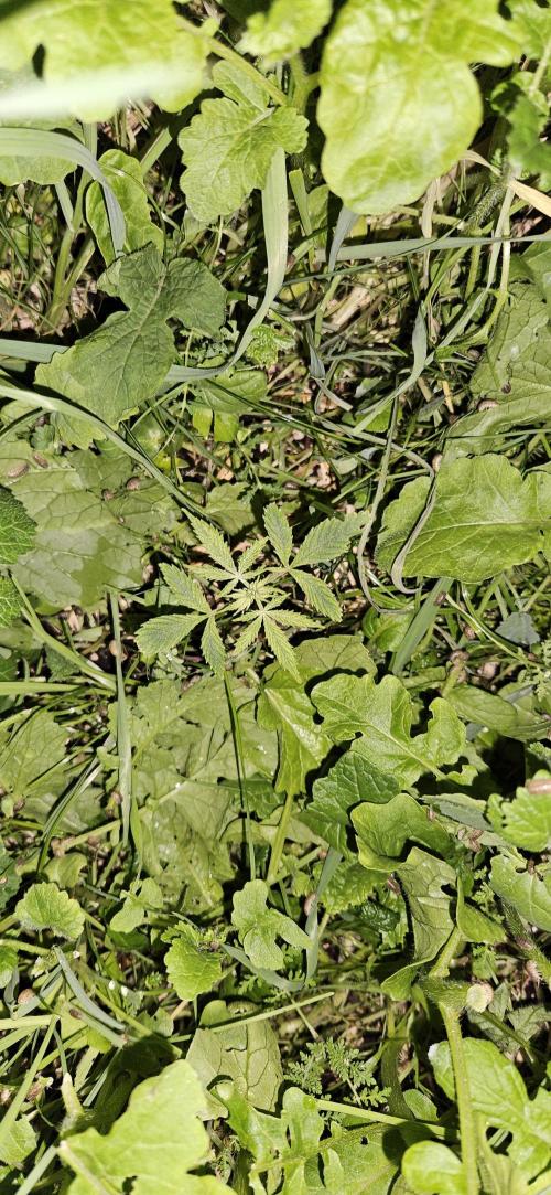 Neville's Haze. Week 5 - NH 1 Day 29