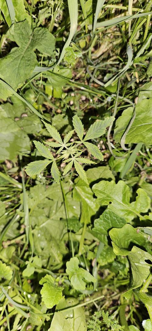 Neville's Haze. Week 5 - NH 1 Day 29