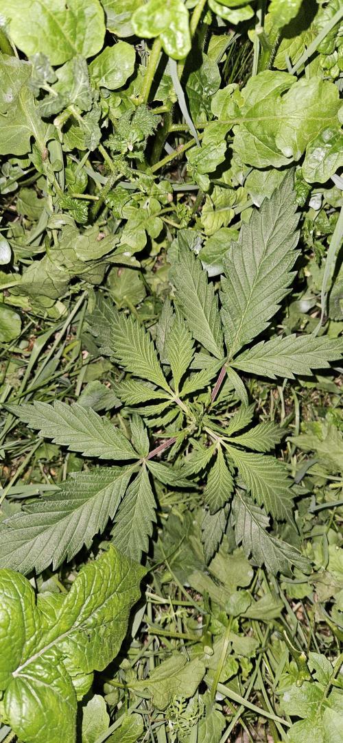 Neville's Haze. Week 5 - NH 2 Day 29