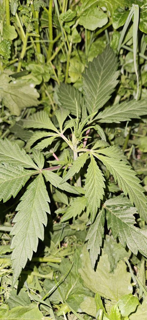 Neville's Haze. Week 5 - NH 2 Day 29