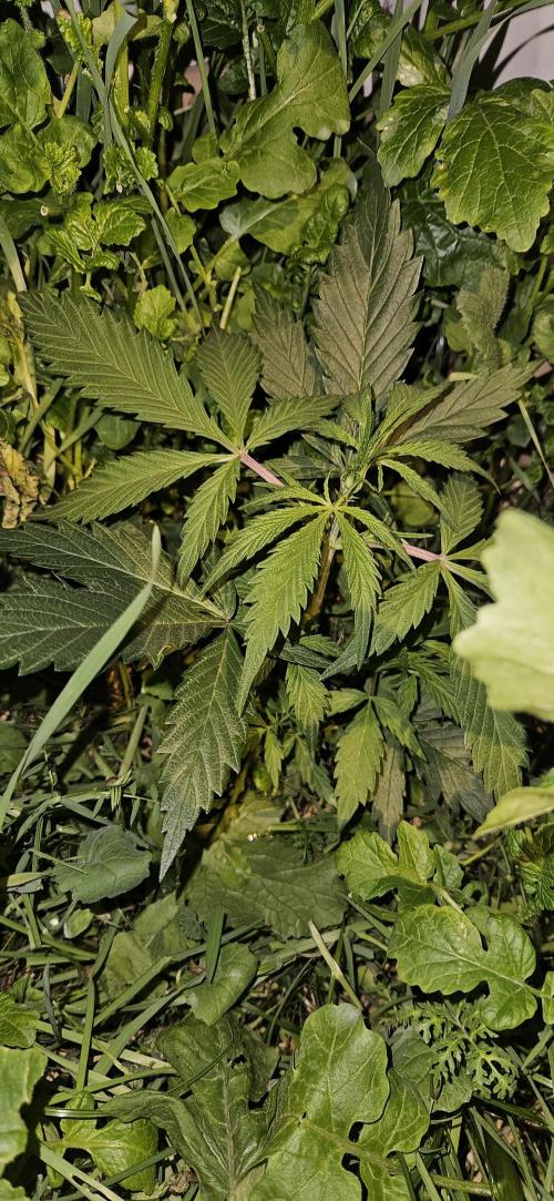 Neville's Haze. Week 5 - NH 2 Day 33