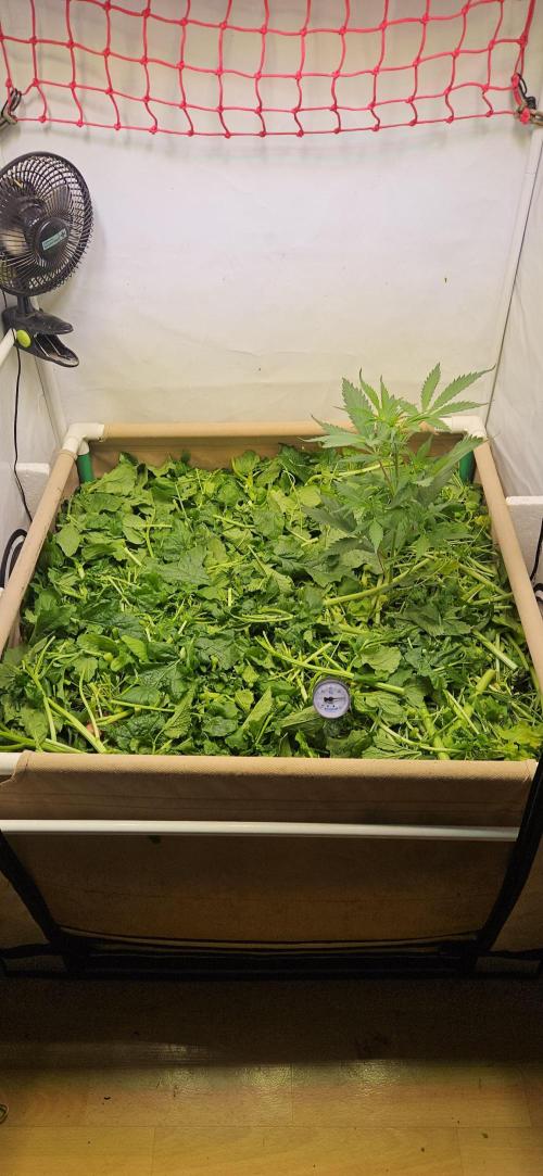 Neville's Haze. Week 6 - NH 2 Day 40