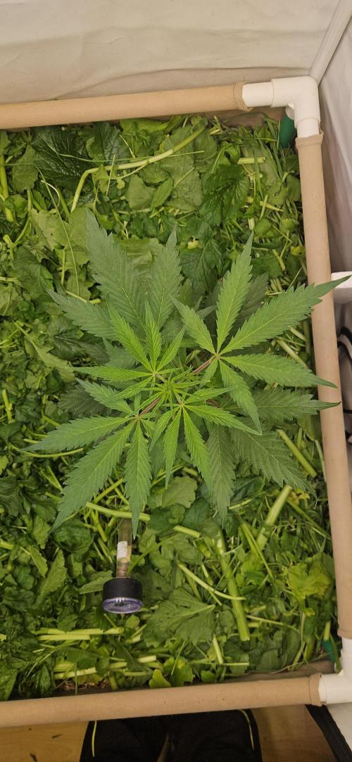 Neville's Haze. Week 6 - NH 2 Day 40