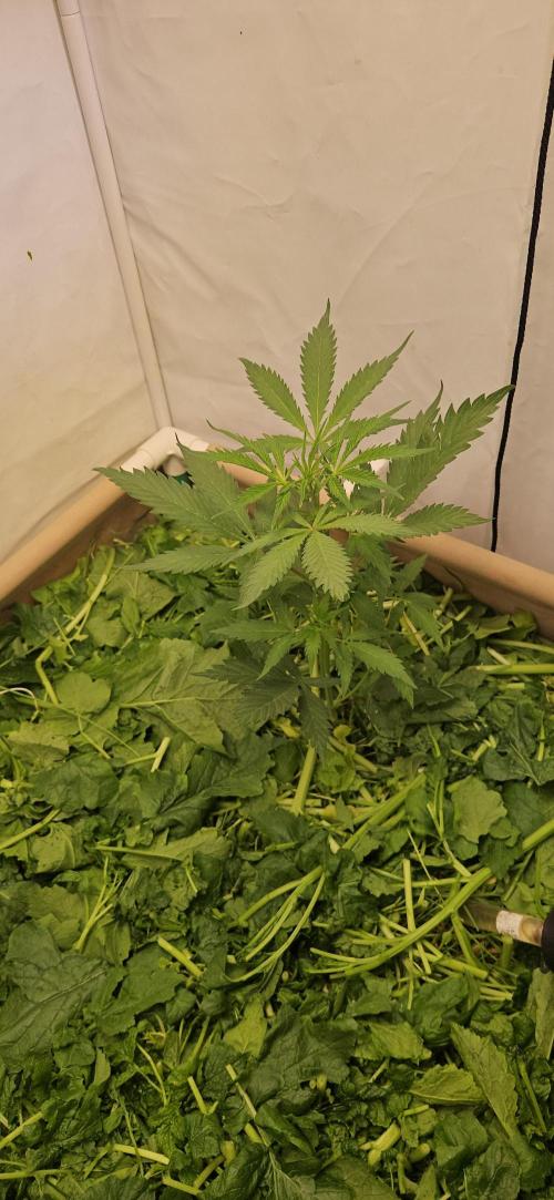 Neville's Haze. Week 6 - NH 2 Day 40