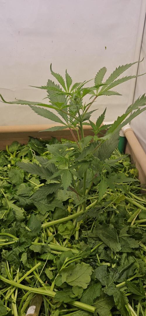 Neville's Haze. Week 6 - NH 2 Day 40