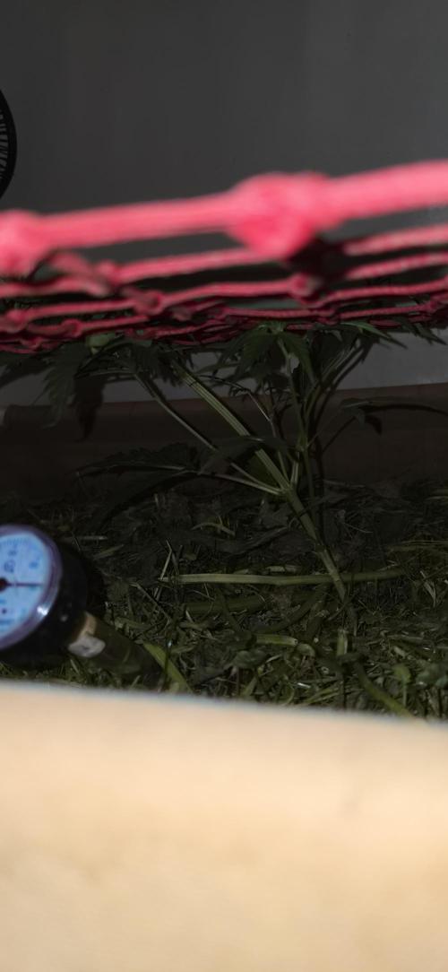 Neville's Haze. Week 7 - NH 2 Day 43
