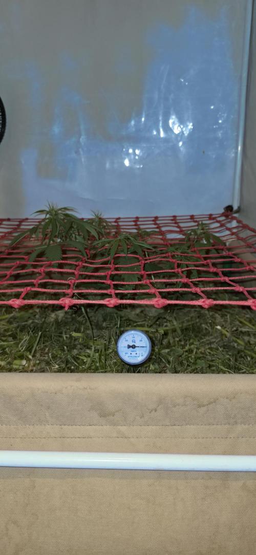 Neville's Haze. Week 7 - NH 2 Day 45