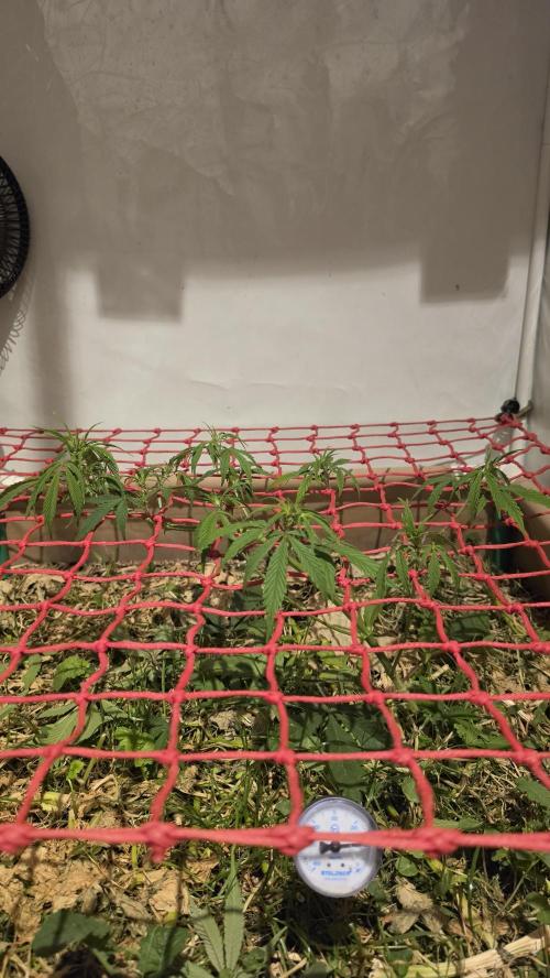 Neville's Haze. Week 8 - NH 2 Day 50