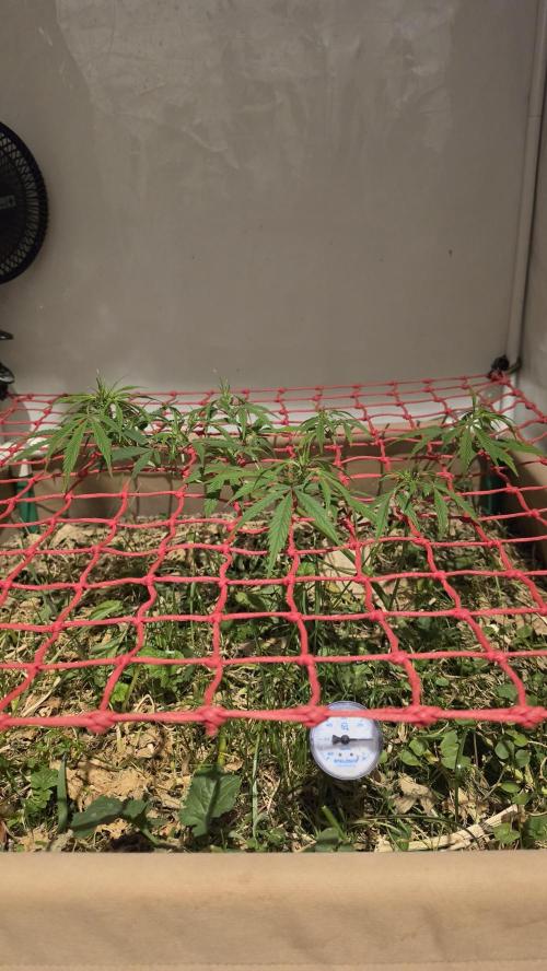Neville's Haze. Week 8 - NH 2 Day 52
